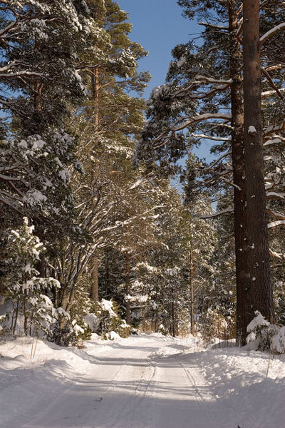 Arquivo:Force of WinterForce of Winter 2415.jpg