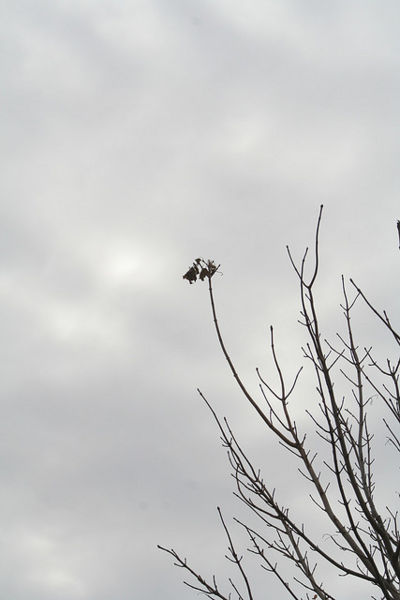 Arquivo:Force of WinterForce of Winter 4990.jpg