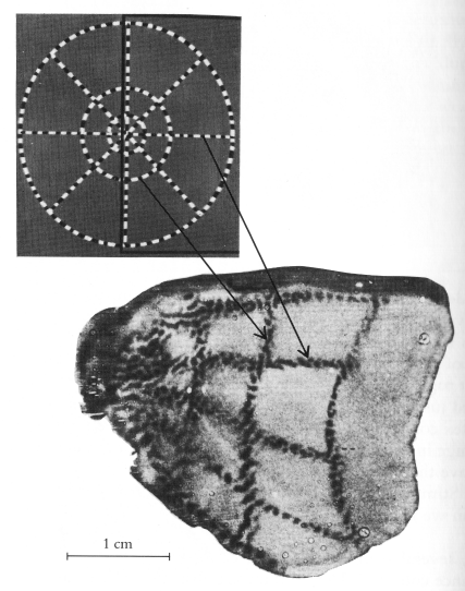 Representation of the image projected on the retina in V1